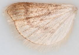 Attēlu rezultāti vaicājumam “Udea lutealis”