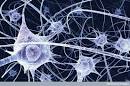 It wasn't me, it was my neurons! | British Science Festival