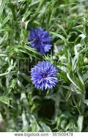 Attēlu rezultāti vaicājumam “Cyanus segetum flower”