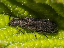 Attēlu rezultāti vaicājumam “Dasytes caeruleus imago”