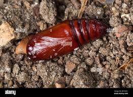 Attēlu rezultāti vaicājumam “Orthosia munda”