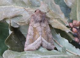 Attēlu rezultāti vaicājumam “Hydraecia micacea”