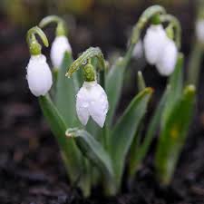 Attēlu rezultāti vaicājumam “Galanthus nivalis bud”