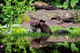 Attēlu rezultāti vaicājumam “Martes foina”