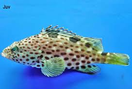 Image result for Epinephelus adscensionis