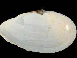 Attēlu rezultāti vaicājumam “Mya arenaria”