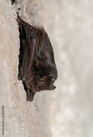 Attēlu rezultāti vaicājumam “Barbastella barbastellus”