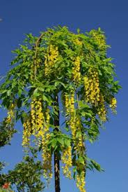Attēlu rezultāti vaicājumam “Laburnum alpinum flower”