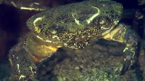 Image result for Eriphia verrucosa