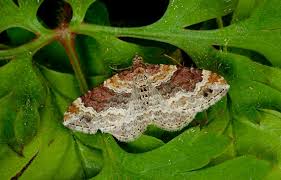 Attēlu rezultāti vaicājumam “Xanthorhoe spadicearia”