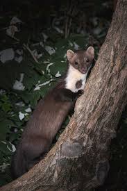 Attēlu rezultāti vaicājumam “Martes foina”