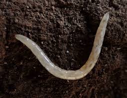 Attēlu rezultāti vaicājumam “Therevidae larva”