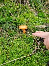 Attēlu rezultāti vaicājumam “Suillus bovinus”