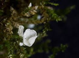 Attēlu rezultāti vaicājumam “Rimbachia neckerae”