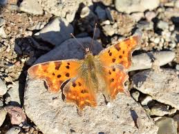 Attēlu rezultāti vaicājumam “Polygonia c-album underside”