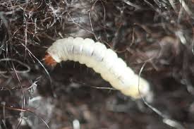 Attēlu rezultāti vaicājumam “Bolitophagus reticulatus larva”