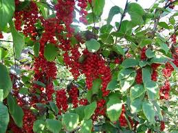 Attēlu rezultāti vaicājumam “Schisandra chinensis”