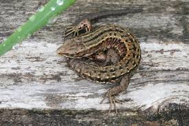 Attēlu rezultāti vaicājumam “Lacerta vivipara female”