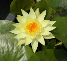 Attēlu rezultāti vaicājumam “Callitriche verna”