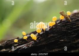 Attēlu rezultāti vaicājumam “Physarum viride”