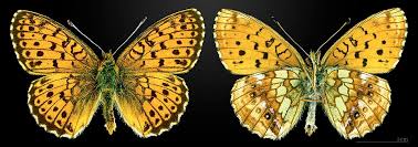 Attēlu rezultāti vaicājumam “Brenthis ino upperside”