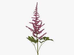 Attēlu rezultāti vaicājumam “Astilbe chinensis bud”