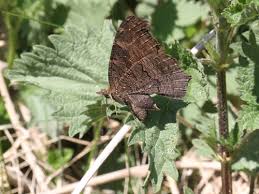 Attēlu rezultāti vaicājumam “Inachis io underside”