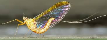 Attēlu rezultāti vaicājumam “Ephemeroptera”