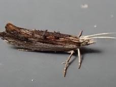 Attēlu rezultāti vaicājumam “Ypsolopha scabrella”