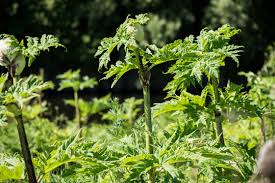 Attēlu rezultāti vaicājumam “Heracleum sosnowskyi leaf”