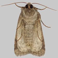 Attēlu rezultāti vaicājumam “Caradrina morpheus”