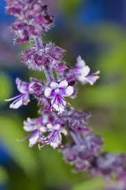 Attēlu rezultāti vaicājumam “Ocimum basilicum flower”