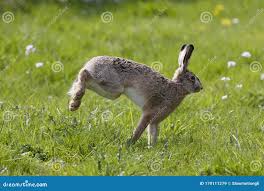 Attēlu rezultāti vaicājumam “Lepus europaeus adult”