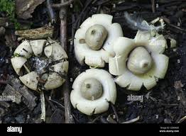Attēlu rezultāti vaicājumam “Geastrum”