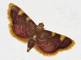 Attēlu rezultāti vaicājumam “Hypsopygia costalis”