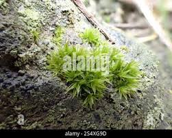 Attēlu rezultāti vaicājumam “Orthotrichum diaphanum”