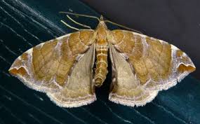 Attēlu rezultāti vaicājumam “Eulithis mellinata”