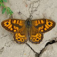 Attēlu rezultāti vaicājumam “Lasiommata megera male”