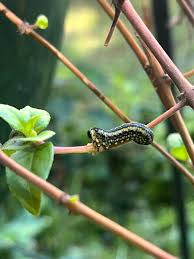 Attēlu rezultāti vaicājumam “Diprion pini female”