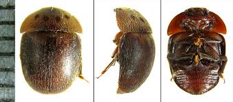 Attēlu rezultāti vaicājumam “Cychramus variegatus”