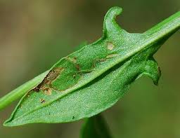 Attēlu rezultāti vaicājumam “Rumex acetosella leaf”