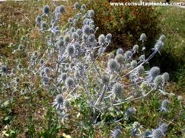 Attēlu rezultāti vaicājumam “Eryngium planum leaf”