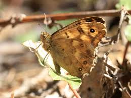 Attēlu rezultāti vaicājumam “Pararge aegeria underside”