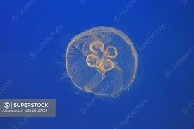 Attēlu rezultāti vaicājumam “Aurelia aurita”