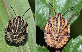Attēlu rezultāti vaicājumam “Graphosoma lineatum imago”