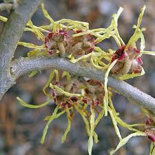 Attēlu rezultāti vaicājumam “Hamamelis mollis flower”