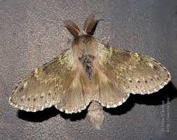 Attēlu rezultāti vaicājumam “Stauropus fagi”