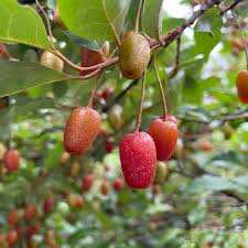 Attēlu rezultāti vaicājumam “Eleocharis uniglumis fruit”
