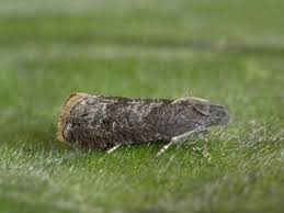 Attēlu rezultāti vaicājumam “Grapholita funebrana”