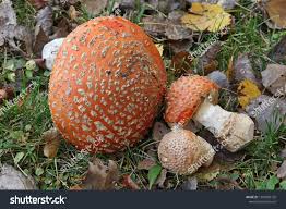 Attēlu rezultāti vaicājumam “Amanita regalis”